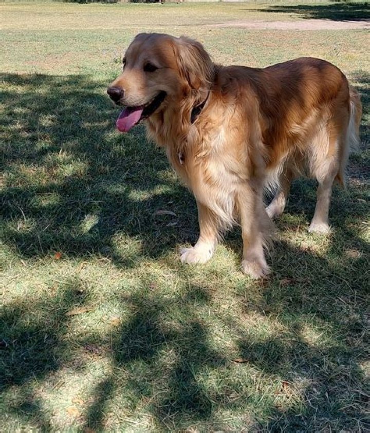 FileGolden Retriever Sammy.jpg Wikimedia Commons