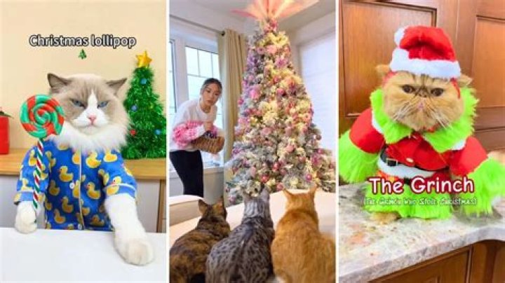 Nikki Catsaurus, Beloved Cat Influencer, Passes Away