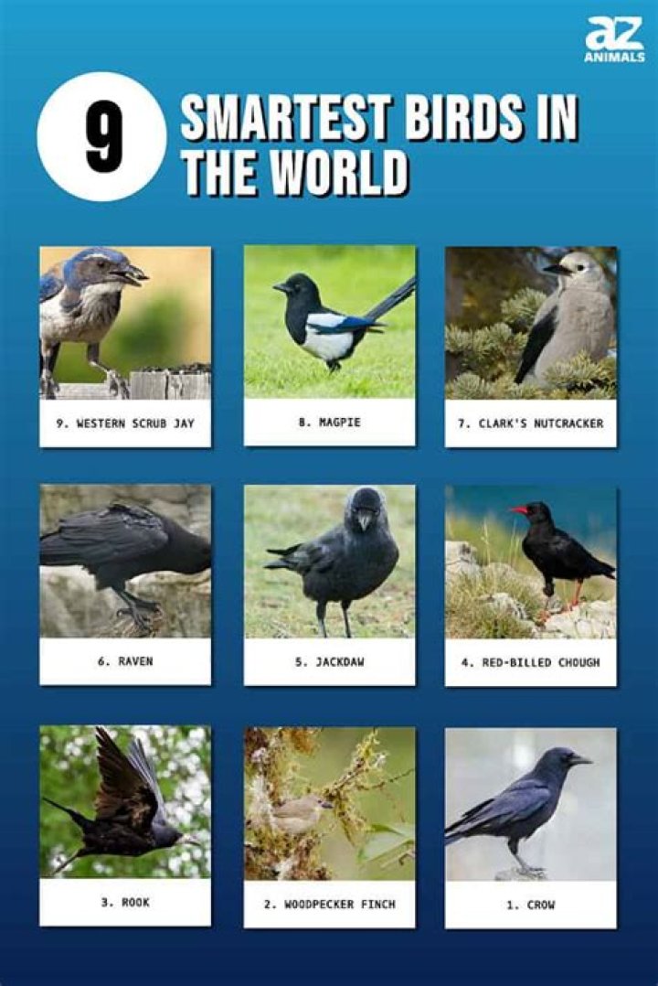 Smartest Bird 12 Birds Whose Intelligence Will Leave You Speechless