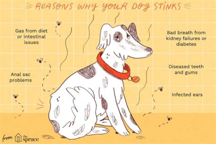 Why Does My Dog Smell Like Fritos? DodoWell The Dodo